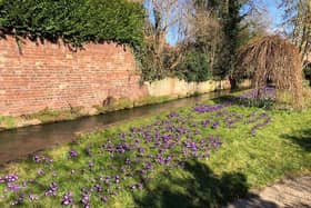 Purple crocus plants at Spout Yard, which has had the best display in Louth this year
