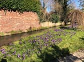 Purple crocus plants at Spout Yard, which has had the best display in Louth this year
