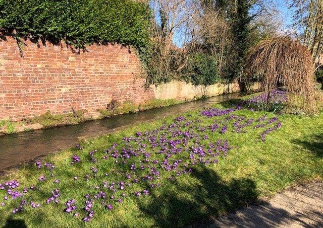 Purple crocus plants at Spout Yard, which has had the best display in Louth this year