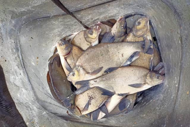 Dave has been catching plenty of bream.