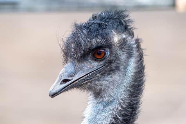 I’ve got my eye on you: One of the park’s emu’s who, we were assured, is very good-tempered!