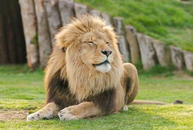 Surveying his kingdom: just one of the park’s mane attractions