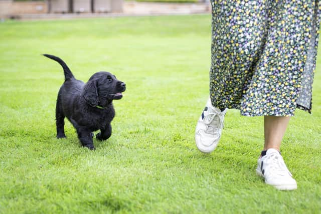 Celebrate National Puppy Day on March 23. Picture: James Robinson/The Kennel Club. EMN-210322-120422001