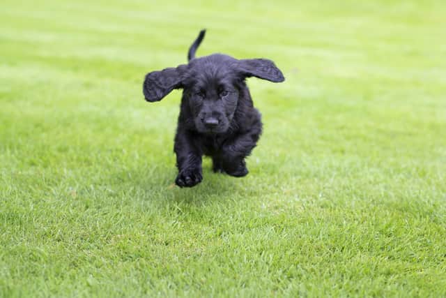 Celebrate National Puppy Day on March 23. Picture: James Robinson/The Kennel Club. EMN-210322-120444001