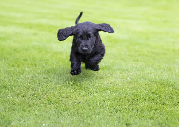 Celebrate National Puppy Day on March 23. Picture: James Robinson/The Kennel Club. EMN-210322-120444001