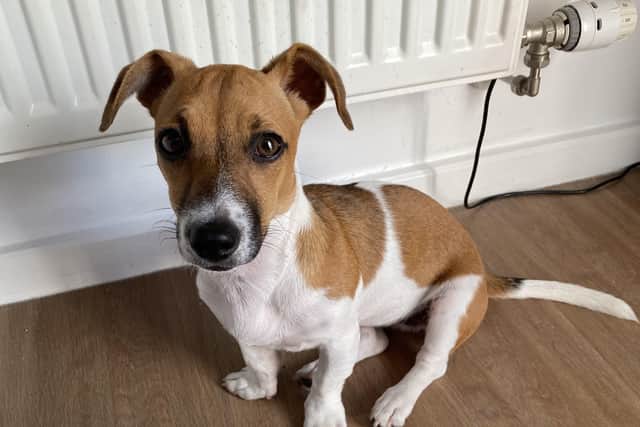 A puppy purchased during lockdown. Picture: Georgia Burrows. EMN-210322-120433001