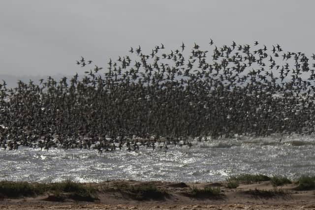 25,000 birds came up to the ridges to roost and feed on the feeding ground at Gibraltar Point and are very vulnerable.