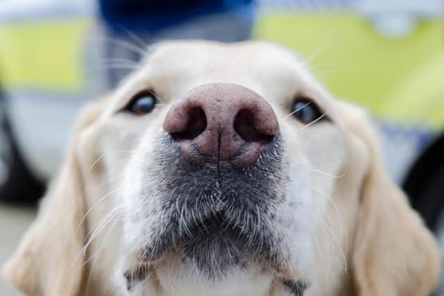 Recorded dog thefts in Lincolnshire have halved over the last year from 12 incidents to 2019/2020 to just 6 incidents in 2020/2021. Picture: Martin Birks. EMN-210326-124755001