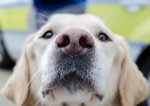 Recorded dog thefts in Lincolnshire have halved over the last year from 12 incidents to 2019/2020 to just 6 incidents in 2020/2021. Picture: Martin Birks. EMN-210326-124755001