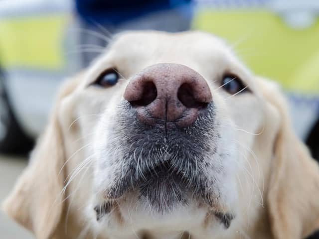 Recorded dog thefts in Lincolnshire have halved over the last year from 12 incidents to 2019/2020 to just 6 incidents in 2020/2021. Picture: Martin Birks. EMN-210326-124755001