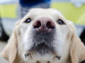 Recorded dog thefts in Lincolnshire have halved over the last year from 12 incidents to 2019/2020 to just 6 incidents in 2020/2021. Picture: Martin Birks. EMN-210326-124755001