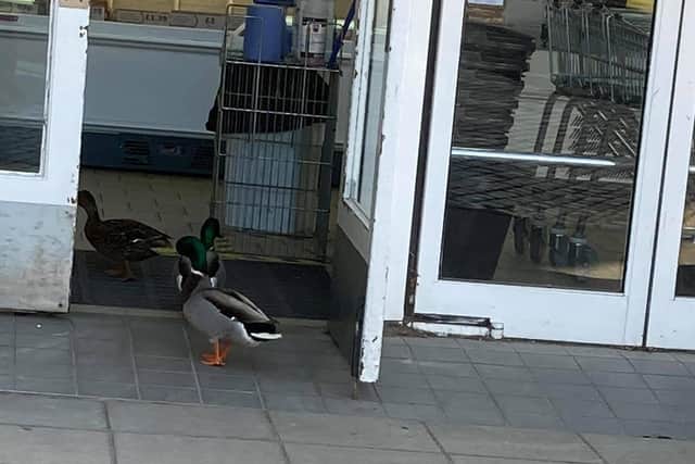 You’ve got to luv a duck as town centre food store welcomes some surprise shoppers