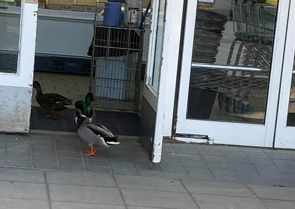 You’ve got to luv a duck as town centre food store welcomes some surprise shoppers