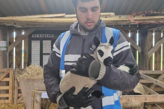 Vinnie Voitsehovski with one of the lambs at the Askefield Project in Friskney.