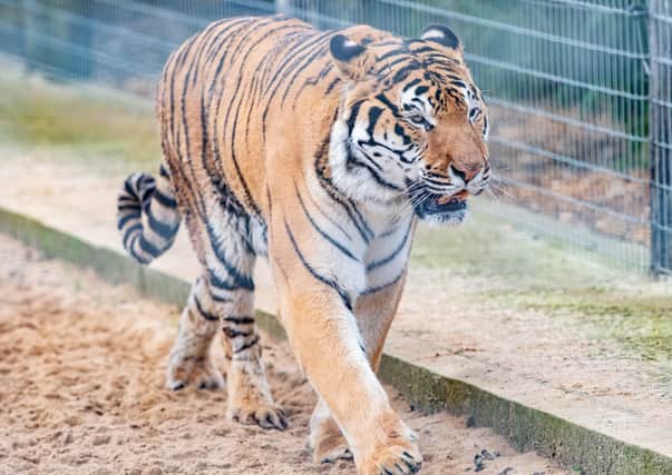 Syas the Bengal Tiger was a star attraction at Wolds Wildlife Park and will be sorely missed. EMN-200228-092706001
