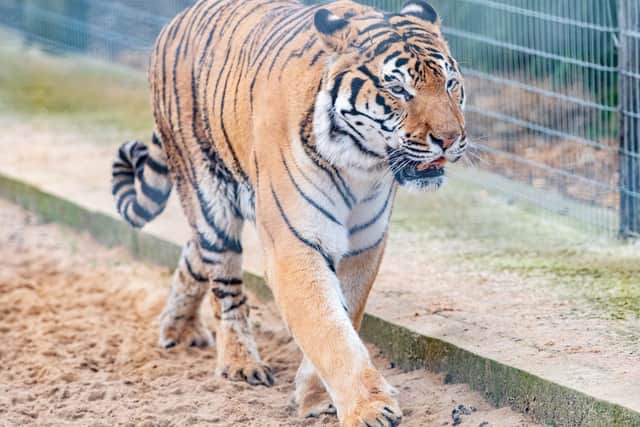 Syas the Bengal Tiger was a star attraction at Wolds Wildlife Park and will be sorely missed. EMN-200228-092706001