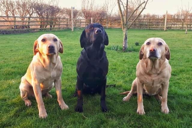 Pictured from left Sail and Anchor (brothers) and mum Otter. EMN-200228-105210001
