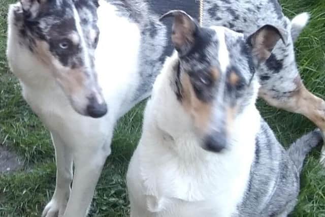 Champion Blamorder Back To The Future (Flynn) and Juniper Wood My Dream (Belle).