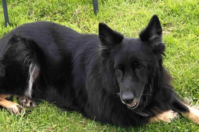 Pru the dog