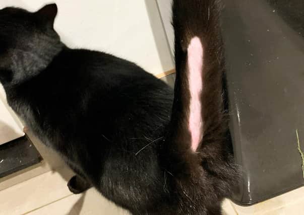 Officers are investigating deliberate or accidental damage to a cat's tail in the Thimbleby area. EMN-201103-105209001