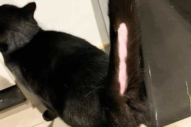 Officers are investigating deliberate or accidental damage to a cat's tail in the Thimbleby area. EMN-201103-105209001