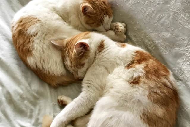 These cats from the Thimbleby area recently died after ingesting poison.