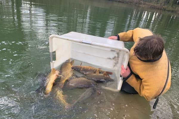 Just some of the 200 new carp at Revesby Estate.