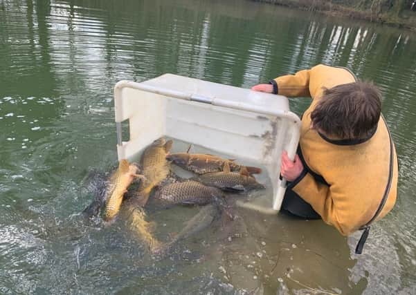 Just some of the 200 new carp at Revesby Estate.