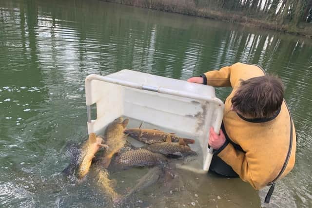 Just some of the 200 new carp at Revesby Estate.