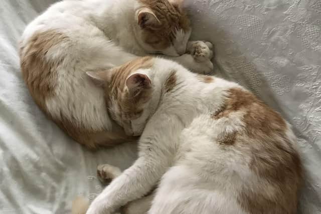Cuddling up together: Brothers Sherlock and Watson who are believed to have been poisoned