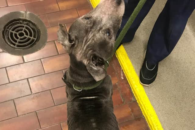 RSPCA appeal after emaciated dog abandoned in Scunthorpe woodland