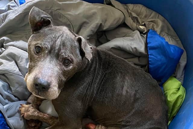 Butch is now being cared for at a private boarding kennel