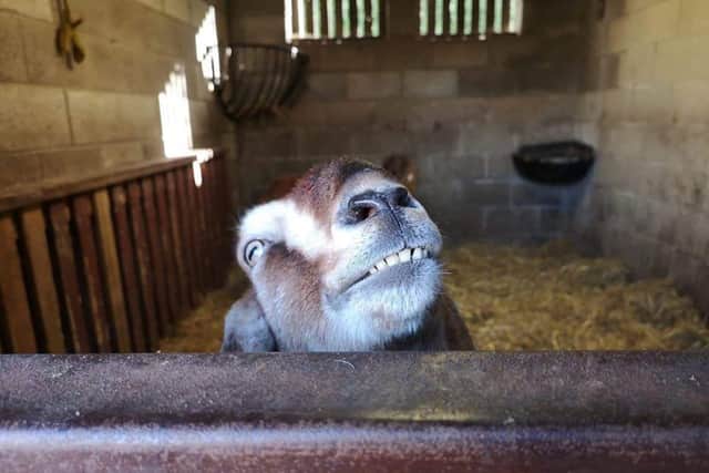 Wolds Wildlife Park is keeping in touch with regular videos of the animals.