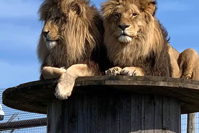 Mouse and Lorenzo of the Wolds Wildlife Park wishing everyone a safe journey for the next few months.