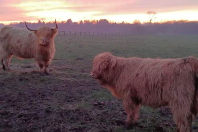 Sunset safari's at the Wolds Wildlife Park have been put on hold.