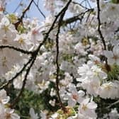 Admire Gunby Hall's blossom from home.