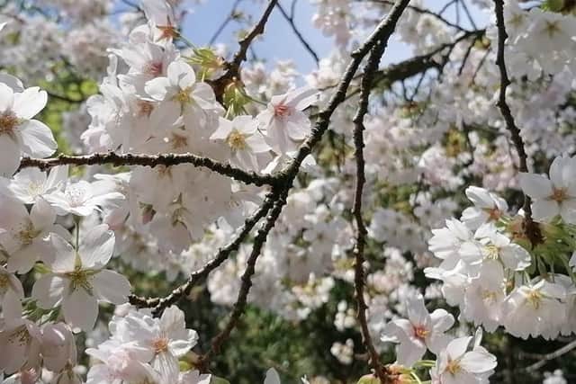 Admire Gunby Hall's blossom from home.