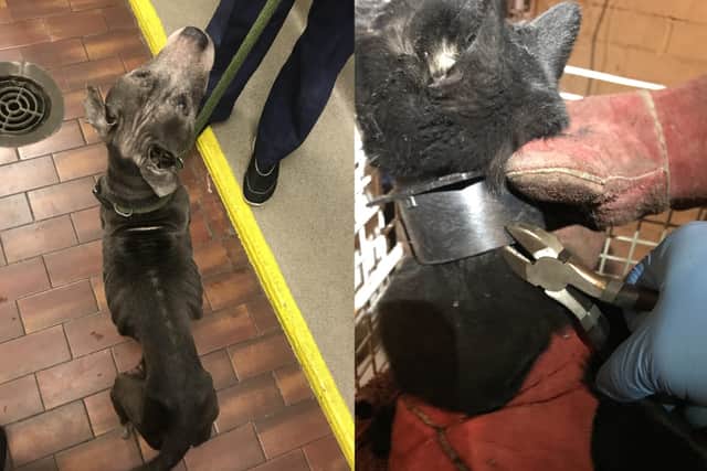 The RSPCA needs vital donations so frontline officers can continue to respond to calls across the UK, including Lincolnshire. EMN-200330-105058001