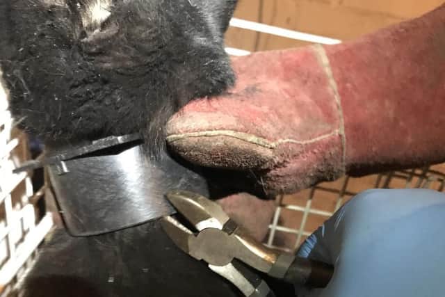 The rescue of the cat by the RSPCA
