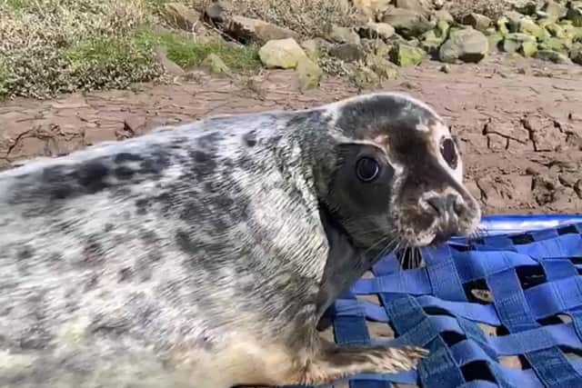 Zodiac was released back into the wild earlier this week. Picture: RSPCA. EMN-200204-154113001