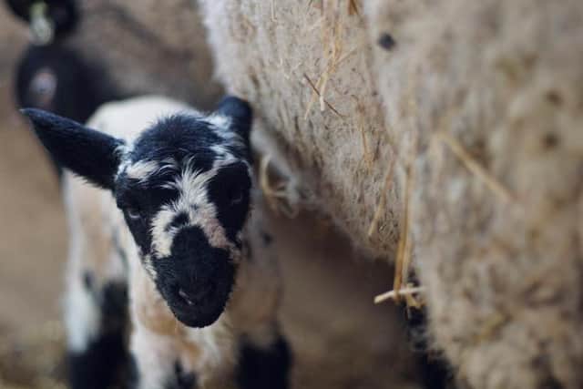 Meet Shelley! Photo thanks to Joel - WoodenBarn Media. Visit the Askefield Project on Facebook and help get 1000 likes on the picture.