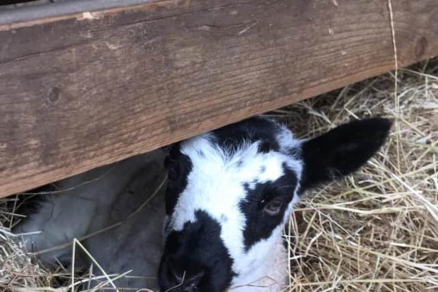 Hello! A cheeky lamb peers under the fence.