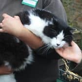 Craig the cat, getting some fuss during a Gunby Hall Apple Day.