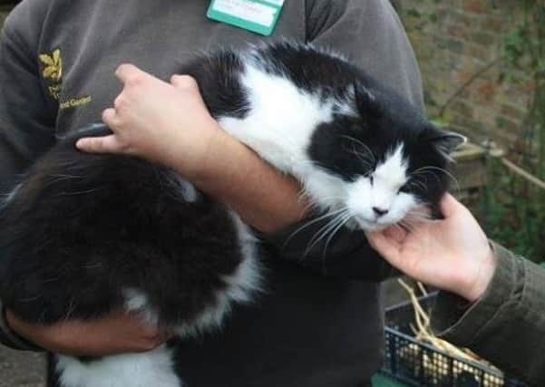 Craig the cat, getting some fuss during a Gunby Hall Apple Day.