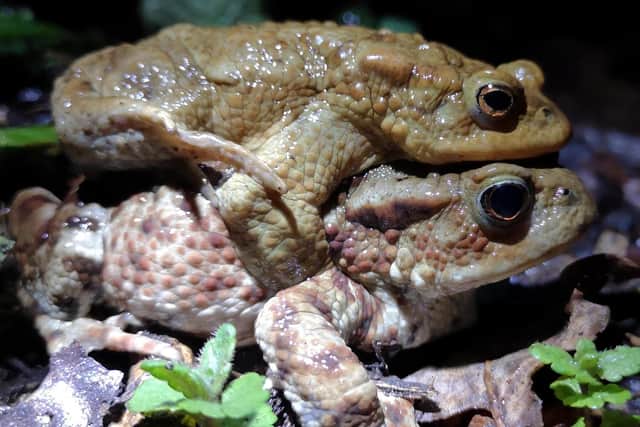 Hitching a ride ... another annual toad patrol has been completed near Sleaford.