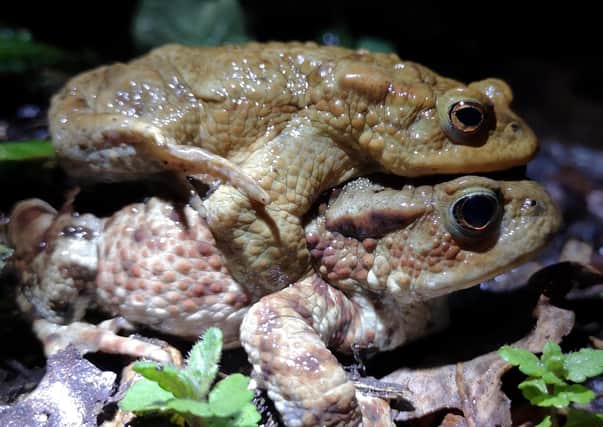 Hitching a ride ... another annual toad patrol has been completed near Sleaford.