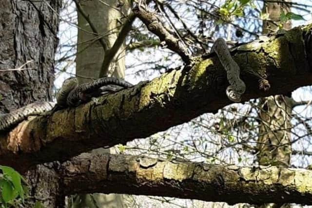 Two grass snakes basked in the sun over the Easter weekend. Picture taken by Rebecca Wilkinson. EMN-200414-090952001