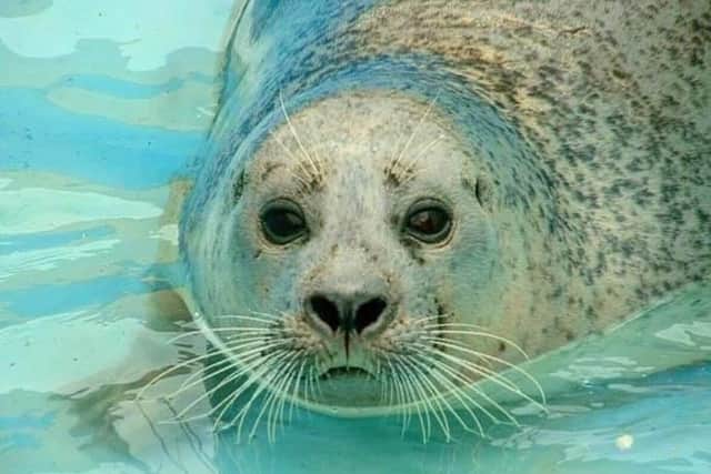 Franny the seal has died aged 40.
