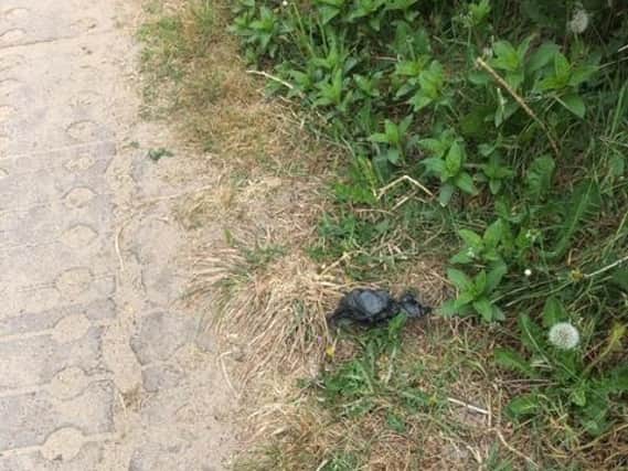 Walkers are dropping poo in bags instead of looking for a bin.