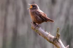 Wren. EMN-200428-135306001